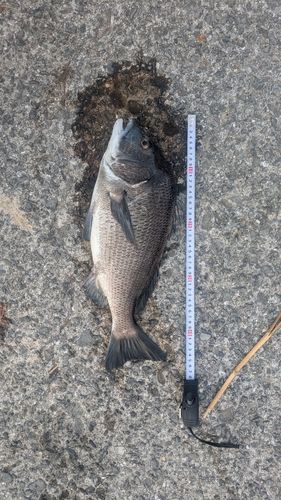 チヌの釣果