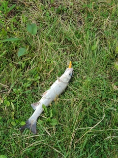 ウグイの釣果