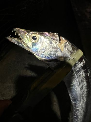 タチウオの釣果