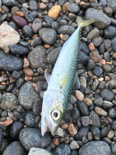 サバの釣果