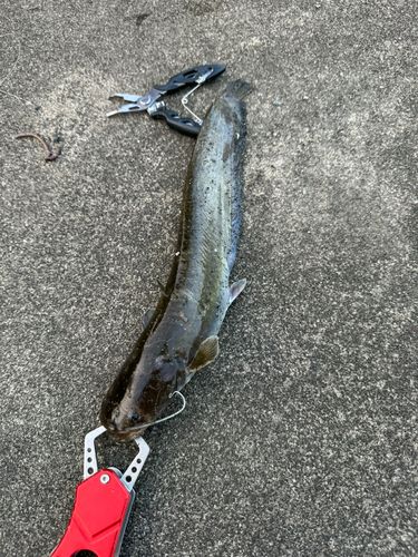 ニホンナマズの釣果