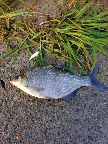 ニゴイの釣果