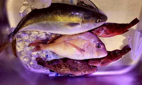 ハマチの釣果
