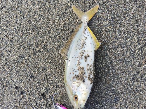 ショゴの釣果