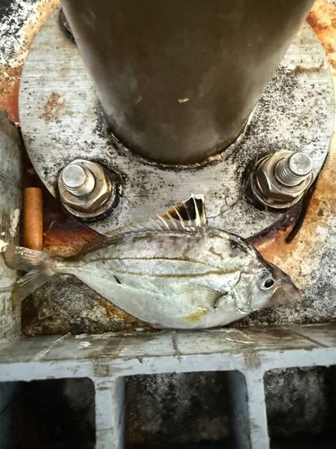 ヒイラギの釣果