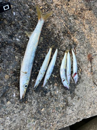 カマスの釣果