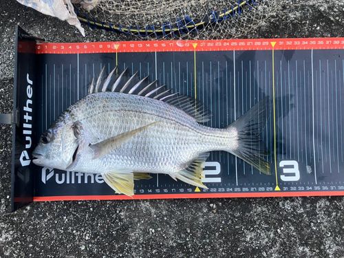 キビレの釣果
