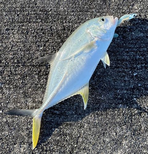 メッキの釣果