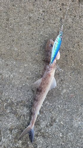 エソの釣果