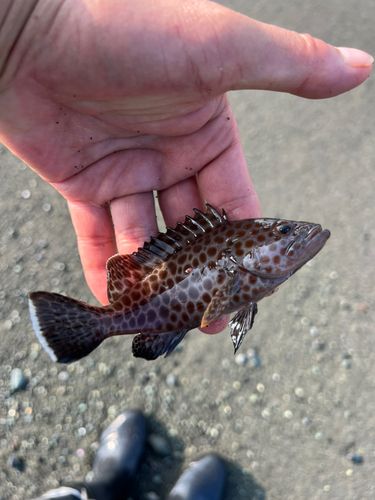 オオモンハタの釣果
