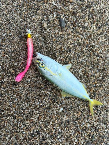 ワカシの釣果