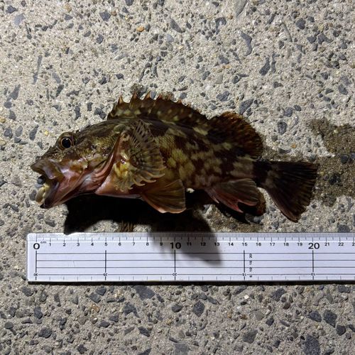カサゴの釣果