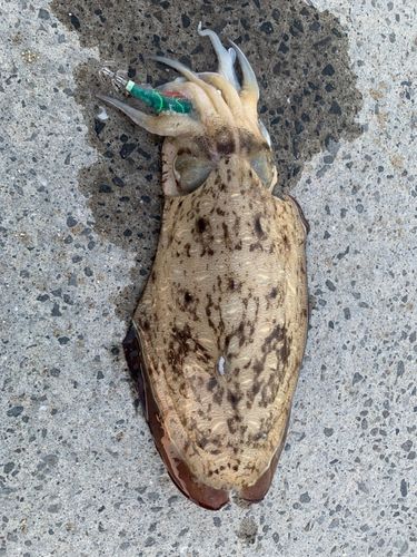 コウイカの釣果