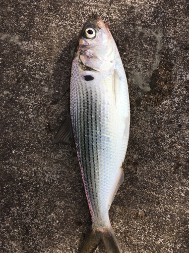 コノシロの釣果