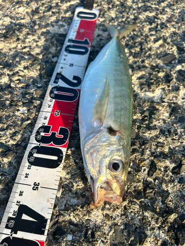 マルアジの釣果