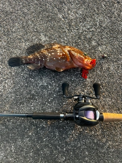 アコウの釣果