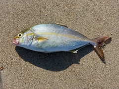 ショゴの釣果