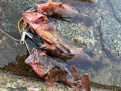 カサゴの釣果