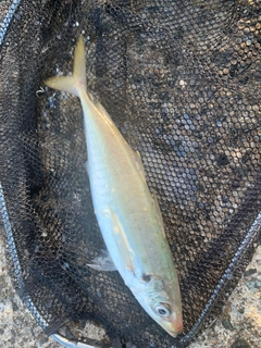 マルアジの釣果