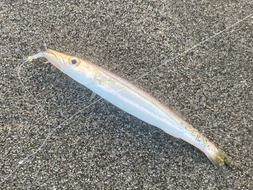 カマスの釣果