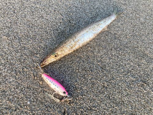 カマスの釣果