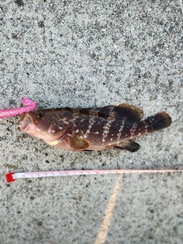 アコウの釣果