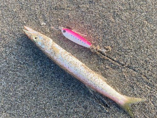 カマスの釣果