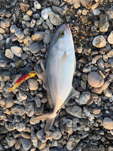 シオの釣果