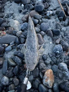 マゴチの釣果