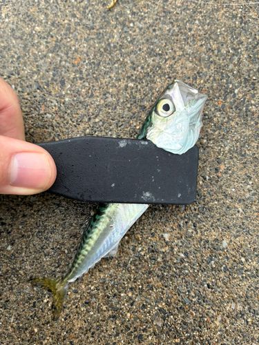 サバの釣果