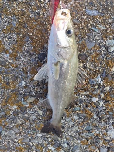 スズキの釣果
