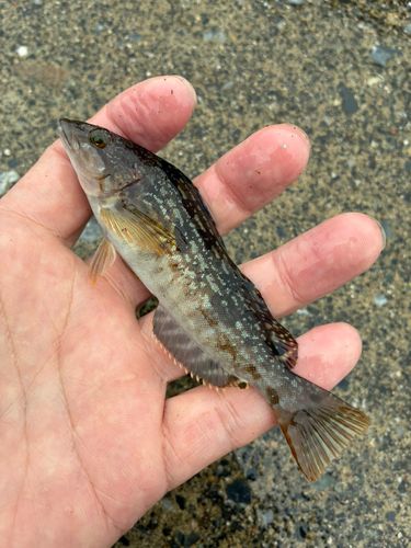 アイナメの釣果
