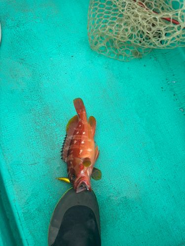 アカハタの釣果