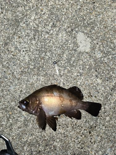 メバルの釣果