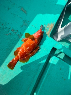 アカハタの釣果