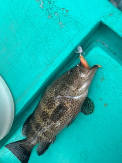 オオモンハタの釣果