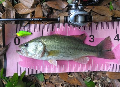 ブラックバスの釣果