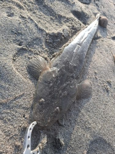 マゴチの釣果