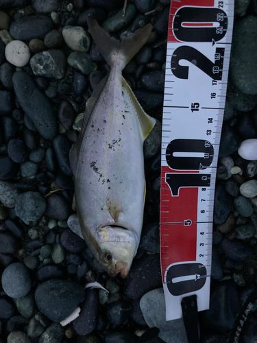 ショゴの釣果