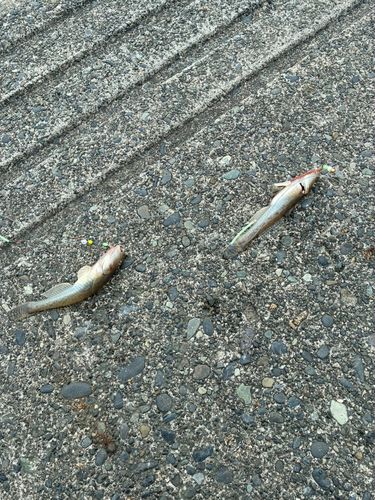 ハゼの釣果