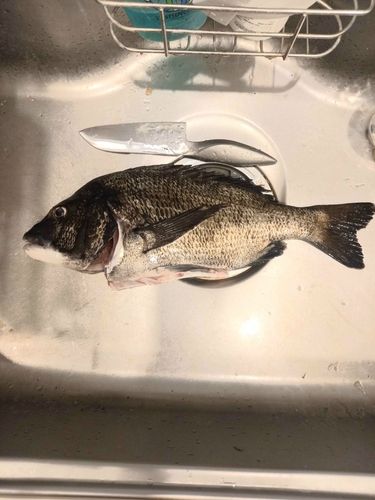 クロダイの釣果