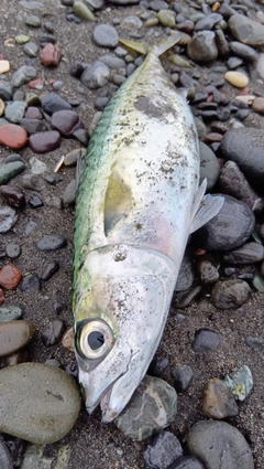 マサバの釣果