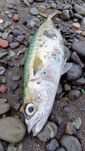 マサバの釣果