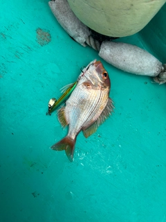レンコダイの釣果