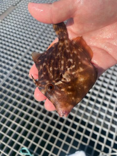 カワハギの釣果