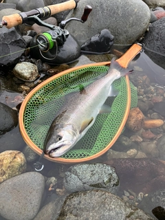 ヤマメの釣果