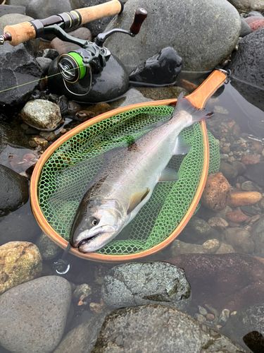 ヤマメの釣果