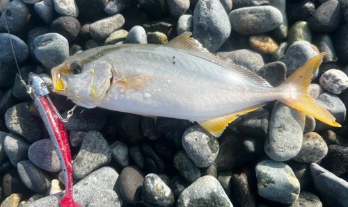 ショゴの釣果