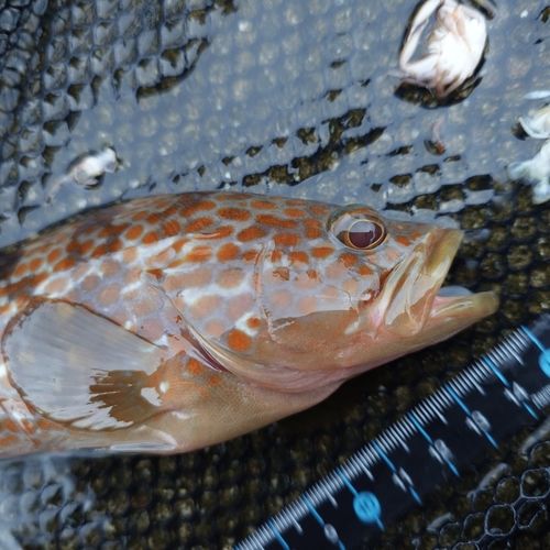 キジハタの釣果
