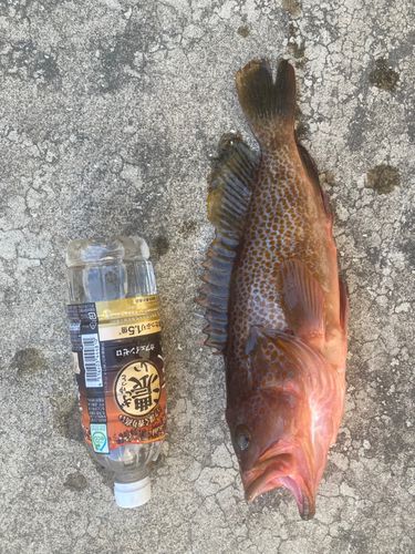 アコウの釣果